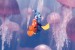 Monde de Nemo (Le)