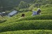 Naomi Kawase