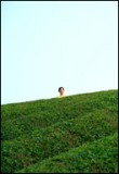 FESTIVAL DE CANNES 2007: La Forêt de Mogari