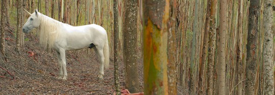 UNICORNIO: 1res images d'un drame brésilien sélectionné à la Berlinale